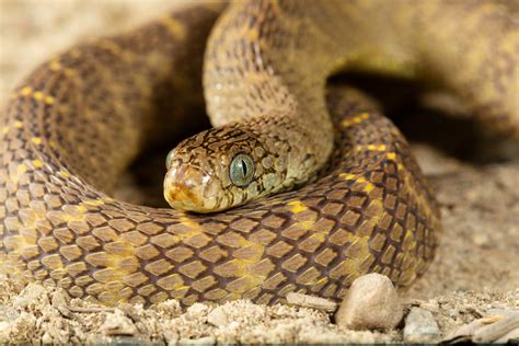 african snake without teeth.